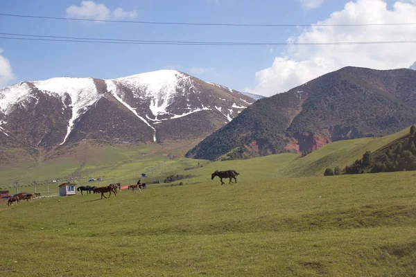 Kırgızistan'ın dağ manzaraları. Dağlarda bahar.