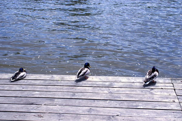 Krakow, Poland 1 June, 2019: Three birds sitting together at Vistula river. — Stock Photo, Image