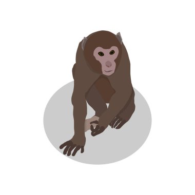 beyaz zemin üzerine maymun 