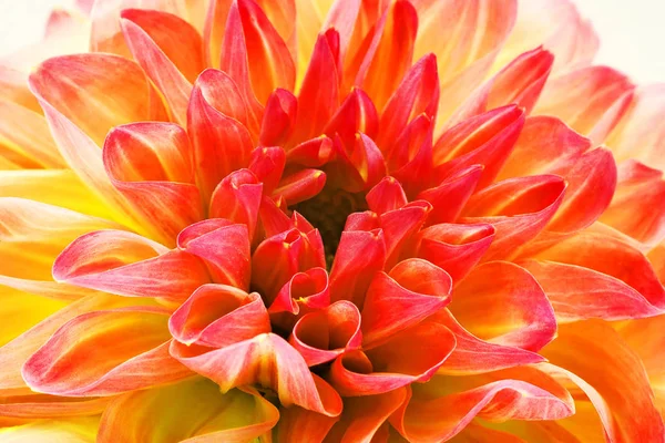 Renkli çiçek makro arkaplanı