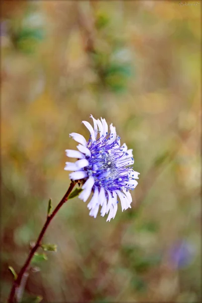 Chichorium голубой цветок макро фон и обои высшего качества печати — стоковое фото