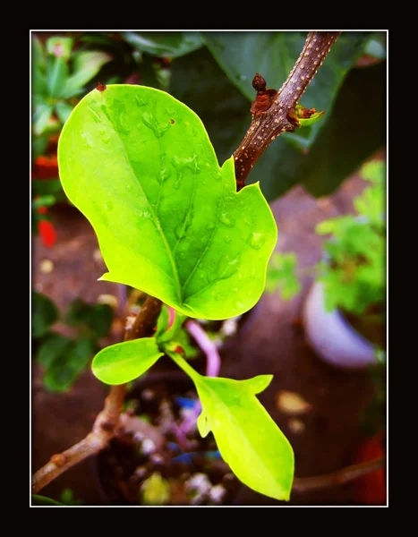 Beautiful leafs in black canvas background — Stock Photo, Image