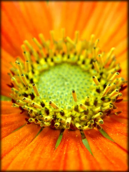 Beautiful stems macro background and wallpaper — Stock Photo, Image