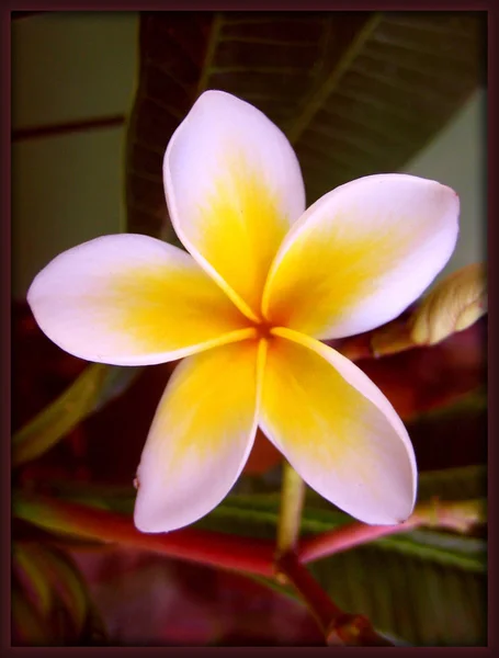 Vackra tropiska hawaiian blomma i svart canvas bakgrund — Stockfoto