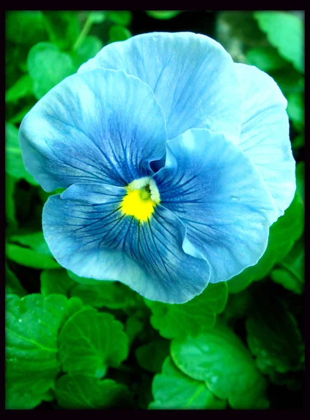 Azul bela flor de viola em fundo de lona preta — Fotografia de Stock