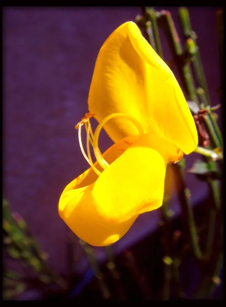 Citisus hermosa macro flor amarilla en lona negra —  Fotos de Stock