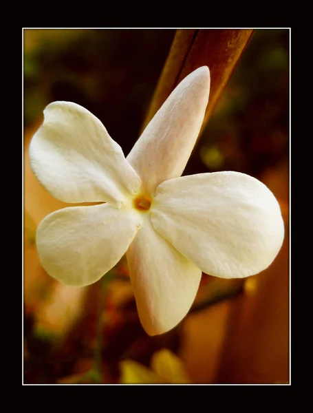 Jasminum officinales makro blommor i canvas bakgrund — Stockfoto