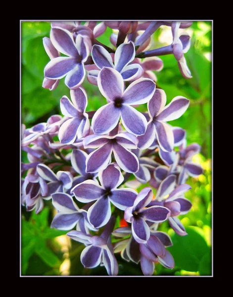 Syringa Vulgaris flor macro fondo — Foto de Stock