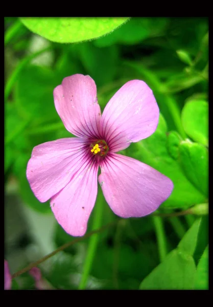 Růžový krásný makro květina v zeleném pozadí tapety — Stock fotografie