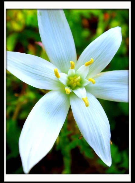 Белый маленький цветок на черном кантонском фоне — стоковое фото