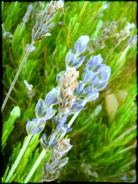 Flor salvaje azul macro fondo papel pintado bellas impresiones de arte —  Fotos de Stock