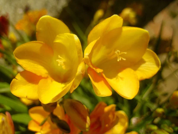 Colchicum autumnale blomma makro bakgrund — Stockfoto