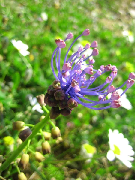 Wild flower makró háttér tapéta képzőművészeti nyomatok — Stock Fotó