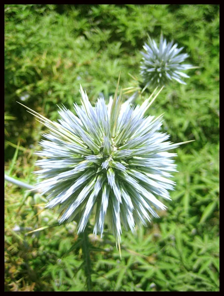 Blå vild blomma makro bakgrund — Stockfoto