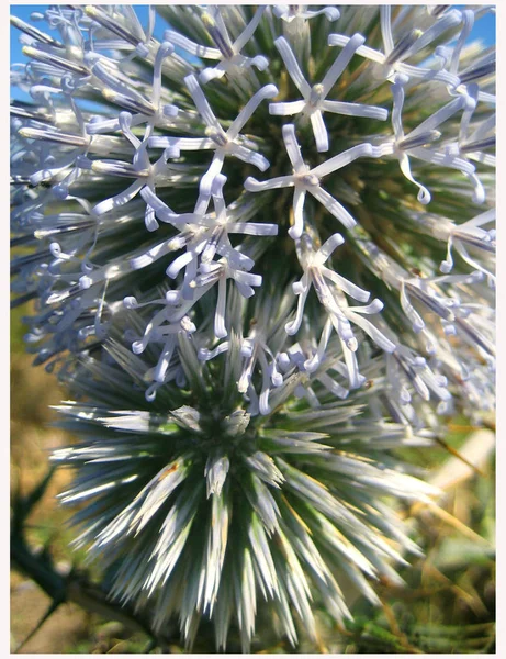 Echinops kır çiçeği makro arka plan — Stok fotoğraf