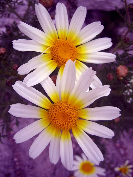 Дика гірська квітка квітучий фон і шпалери у високій якості — стокове фото
