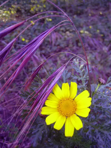 野生の山の花の開花の背景と高品質の壁紙 — ストック写真