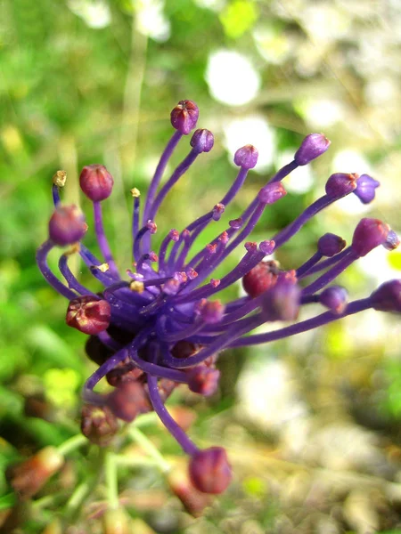 Дикий фиолетовый цветок макро фон и обои высокого качества — стоковое фото