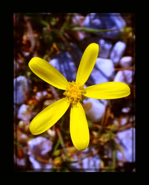 Gula vild blomma makro bakgrund och tapet i hög kvalitet — Stockfoto