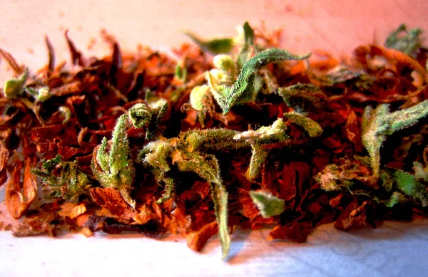 Cannabis medicinal fundo macro e papéis de parede em impressões de alta qualidade super finas — Fotografia de Stock