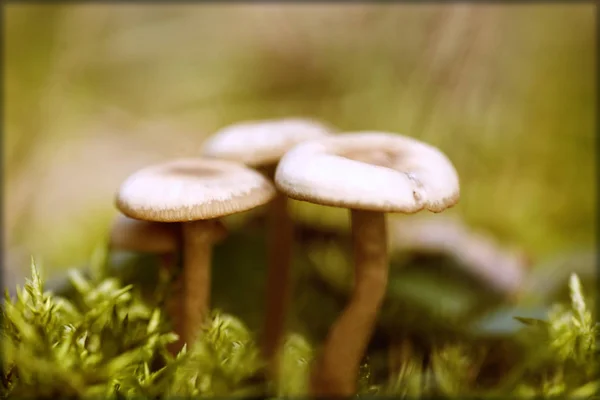 Drie vintage struikelen paddestoelen paddestoelen achtergrond — Stockfoto