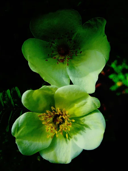 Zöld szüret virág háttér képzőművészeti digitális makró azonnali nyomtatása termékek — Stock Fotó