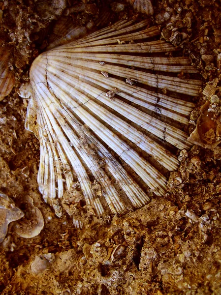 Muschel auf Felsen Makro Sommer Hintergrund feine Kunst Tapeten — Stockfoto