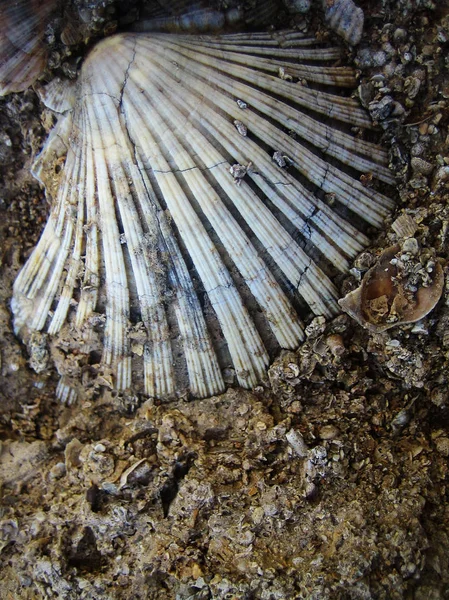 Shell pada batuan makro latar belakang musim panas wallpaper seni halus — Stok Foto