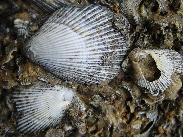 Coquille sur les rochers macro fond d'été beaux-arts fonds d'écran — Photo