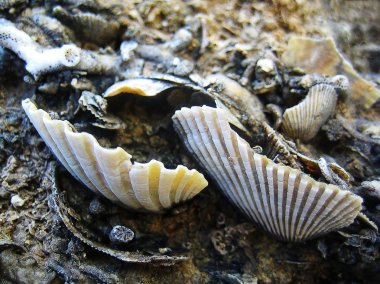 Küçük kırmızı sopa kağıtları arka plan makro duvar kağıdı ince baskılar