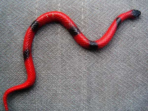 Red plastic macro snake background fine art — Stock Photo, Image