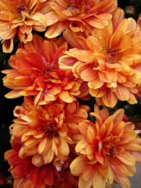 Krizantem çiçek makro arka plan duvar kağıdı renkli güzel sanatlar baskılar