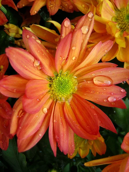 Crisantemo flor macro fondo fondo de pantalla colorido bellas impresiones de arte — Foto de Stock