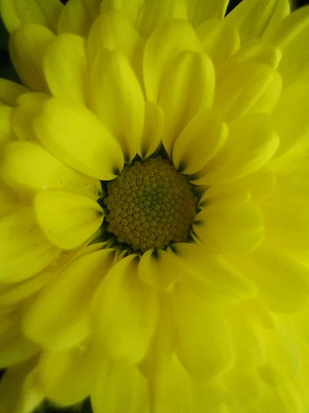 Χρυσάνθεμο λουλούδι μακρο φόντο ταπετσαρία πολύχρωμα καλλιτεχνικά εκτυπώσεις — Φωτογραφία Αρχείου
