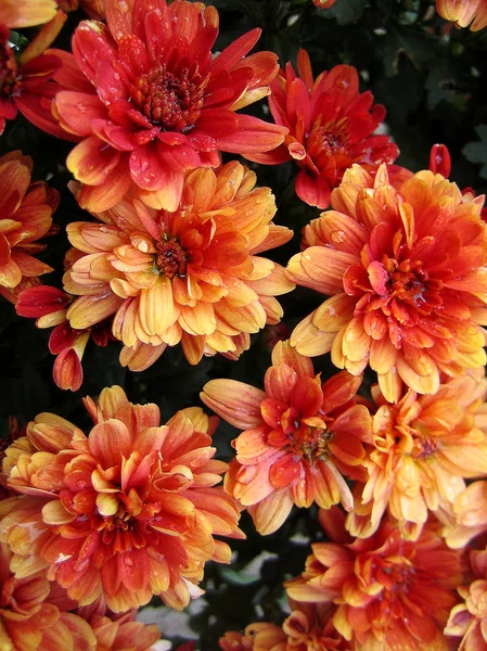 Krizantém virág makró háttér tapéta színes képzőművészeti nyomatok — Stock Fotó