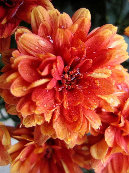 Хризантема квітка макро фон шпалери барвисті тонкі художні принти — стокове фото
