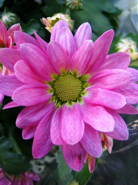 Krizantem çiçek makro arka plan duvar kağıdı renkli güzel sanatlar baskılar