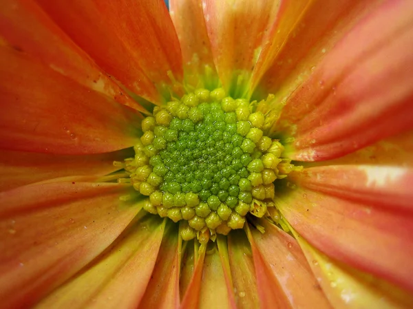 Crisantemo fiore macro sfondo carta da parati colorato belle stampe d'arte — Foto Stock