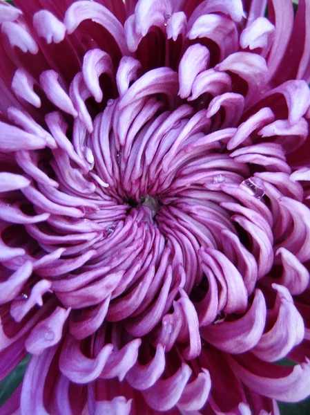 Chrysanthème fleur macro fond d'écran coloré estampes d'art — Photo