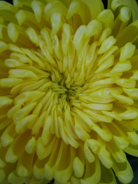 Chrysanthemum flower macro background wallpaper colorful fine art prints — Stock Photo, Image