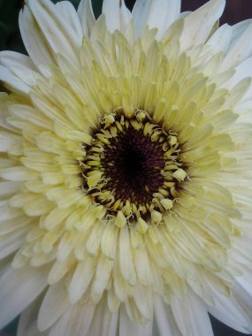 Krizantem çiçek makro arka plan duvar kağıdı renkli güzel sanatlar baskılar