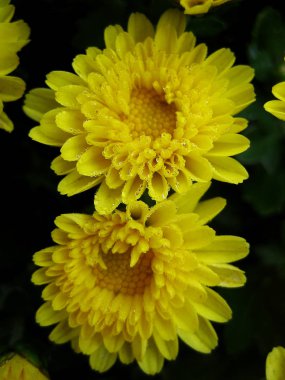 Krizantem çiçek makro arka plan duvar kağıdı renkli güzel sanatlar baskılar