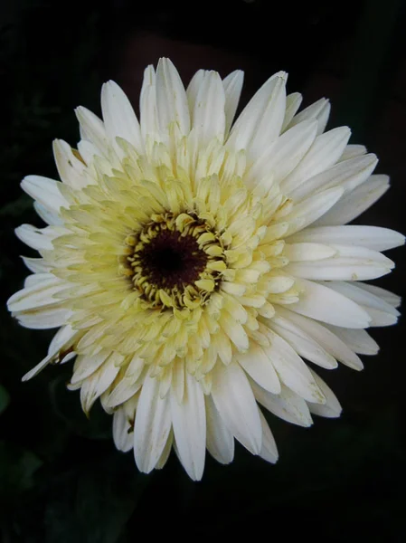 Chryzantema Kwiat makro tło kolorowe grafiki — Zdjęcie stockowe