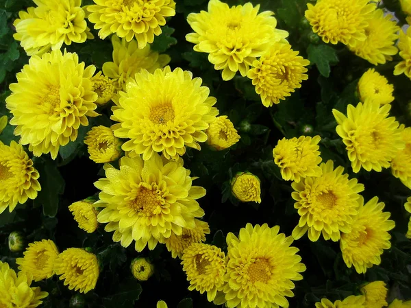 Krizantem çiçek makro arka plan duvar kağıdı renkli güzel sanatlar baskılar