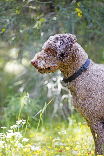 Super niedlich Hund Porträt lagotto romagnole Makro-Hintergrund feine Kunst in hochwertigen Drucken Produkte 50,6 Megapixel — Stockfoto