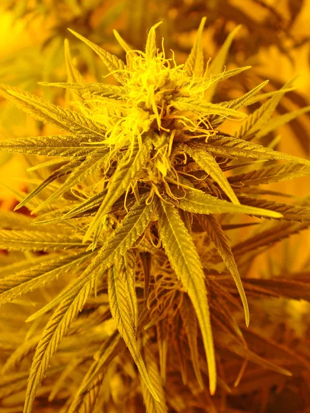 Cannabis plante macro fond d'écran impressions de haute qualité — Photo