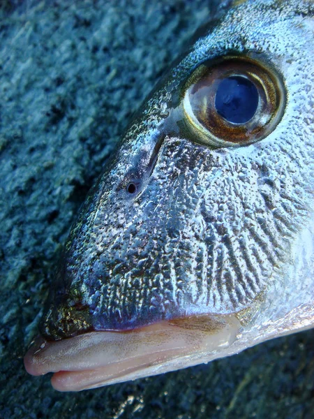 Fish face macro portrait background wallpaper high quality prints — Stock Photo, Image