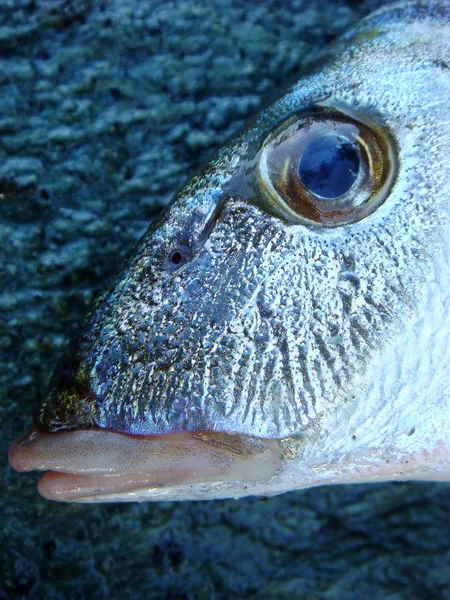 Fisch Gesicht Makro Porträt Hintergrund Tapete hochwertige Drucke — Stockfoto