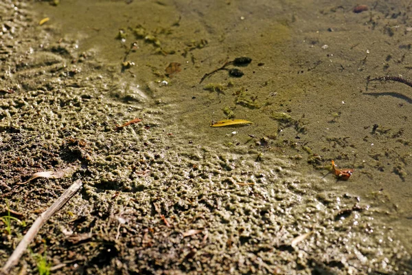 Schöner see wulfen barkenberg dorsten hintergrund hochwertige druckprodukte 50,6 megapixel — Stockfoto