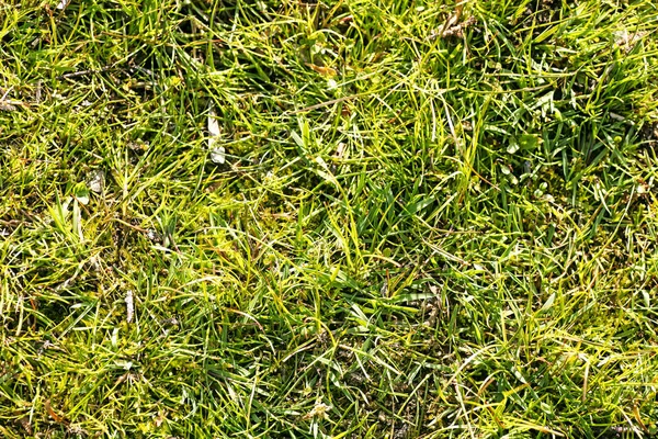 Zielona trawa Leafs makro tło wysokiej jakości wydruków produktów 50, 6 megapikseli — Zdjęcie stockowe